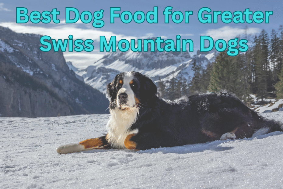in this post i have shared 10 best dog food for greater swiss mountain dogs along with 5 homemade recipes and 5 packaged food