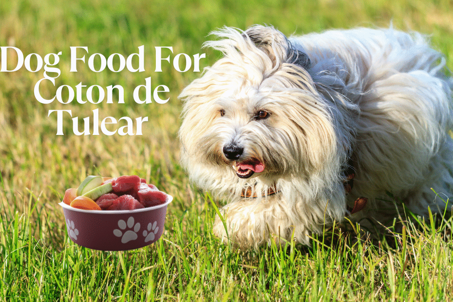best Dog Food for Coton de Tulear